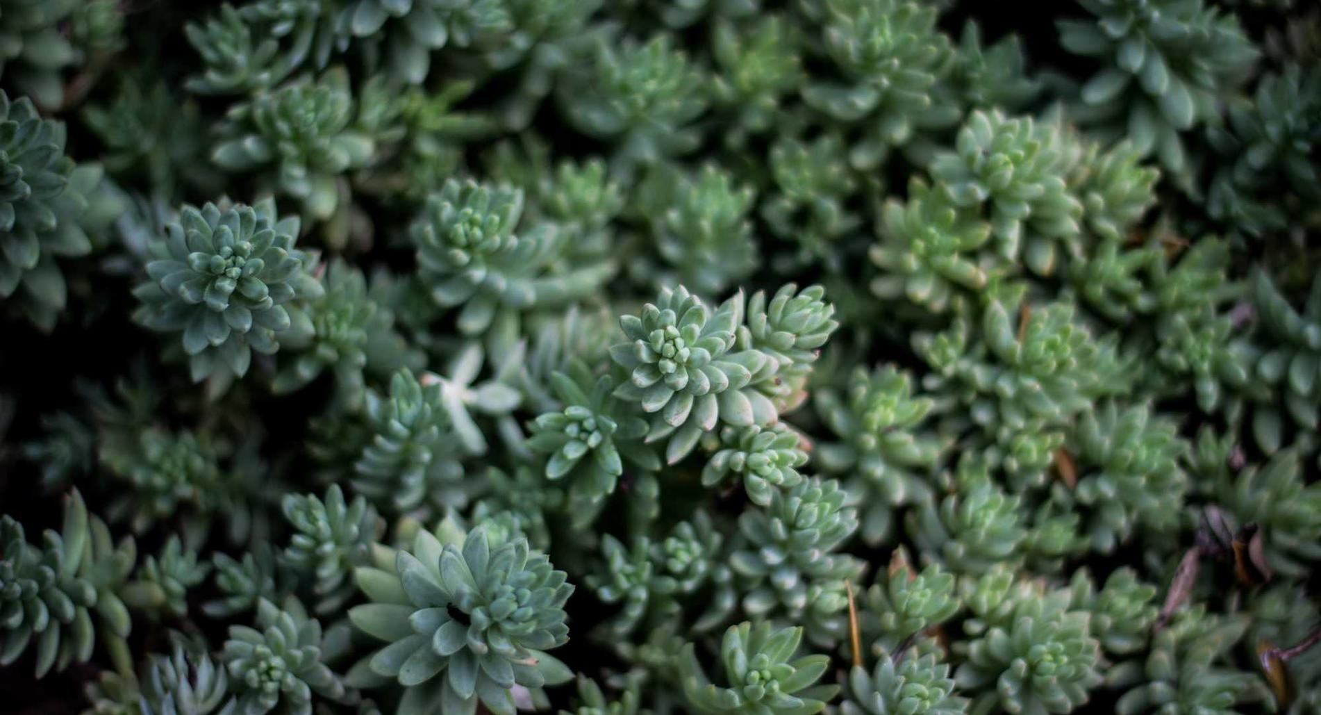 罗密欧1号(15支)(5盒):抖音账号可以用qq注册吗