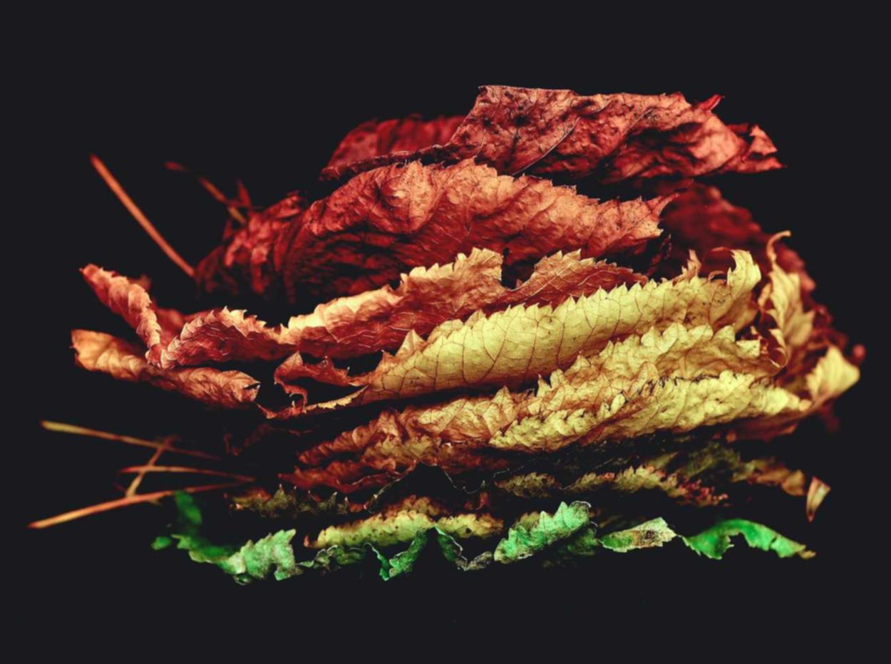 DDOS攻击|香蕉app破解版详情下载教程