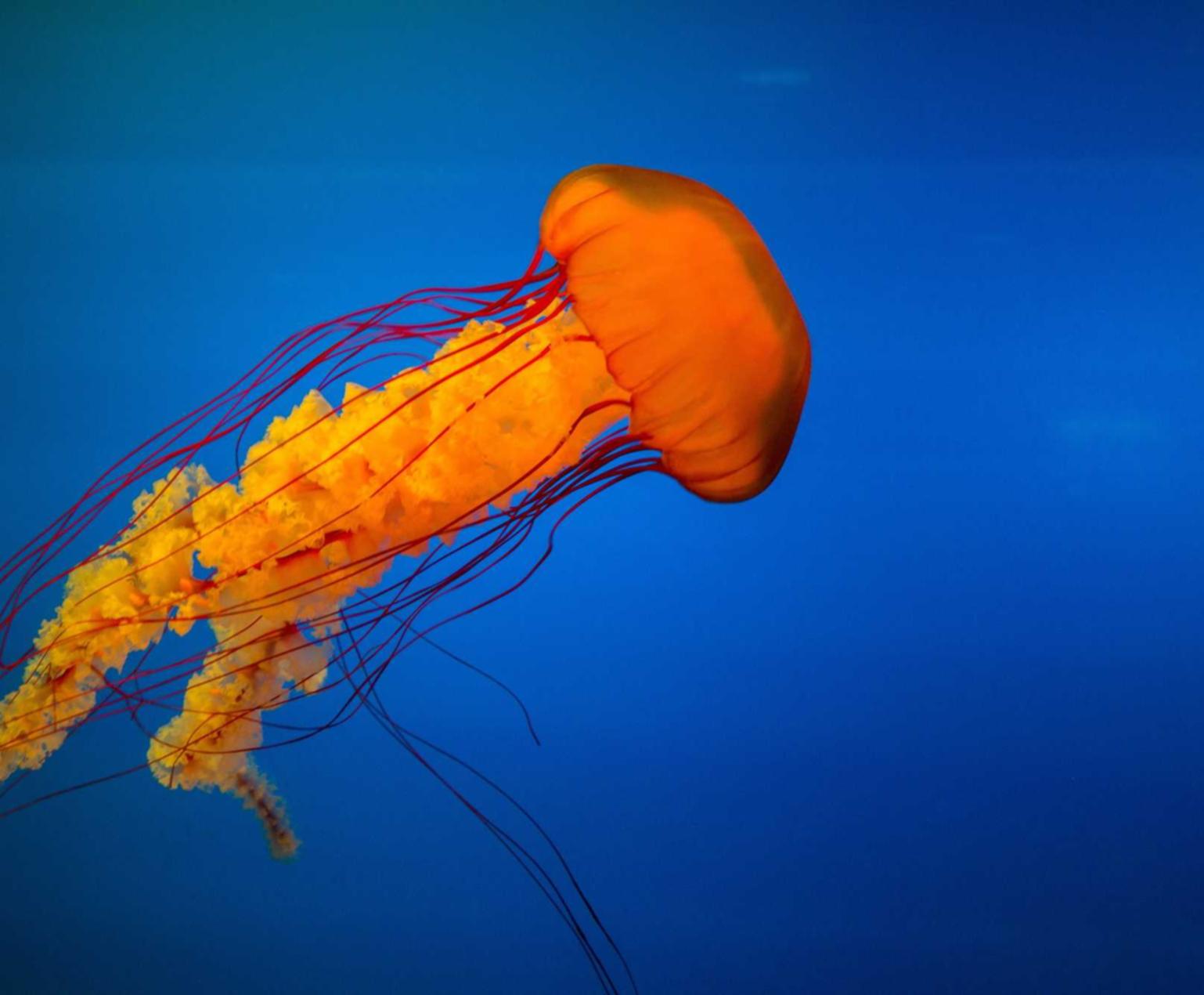 http攻击|电脑怎么详情下载教程软件的app