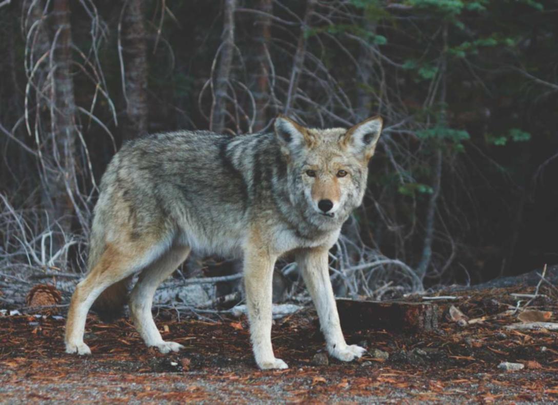 云烟印象烟庄:代理平台排行
