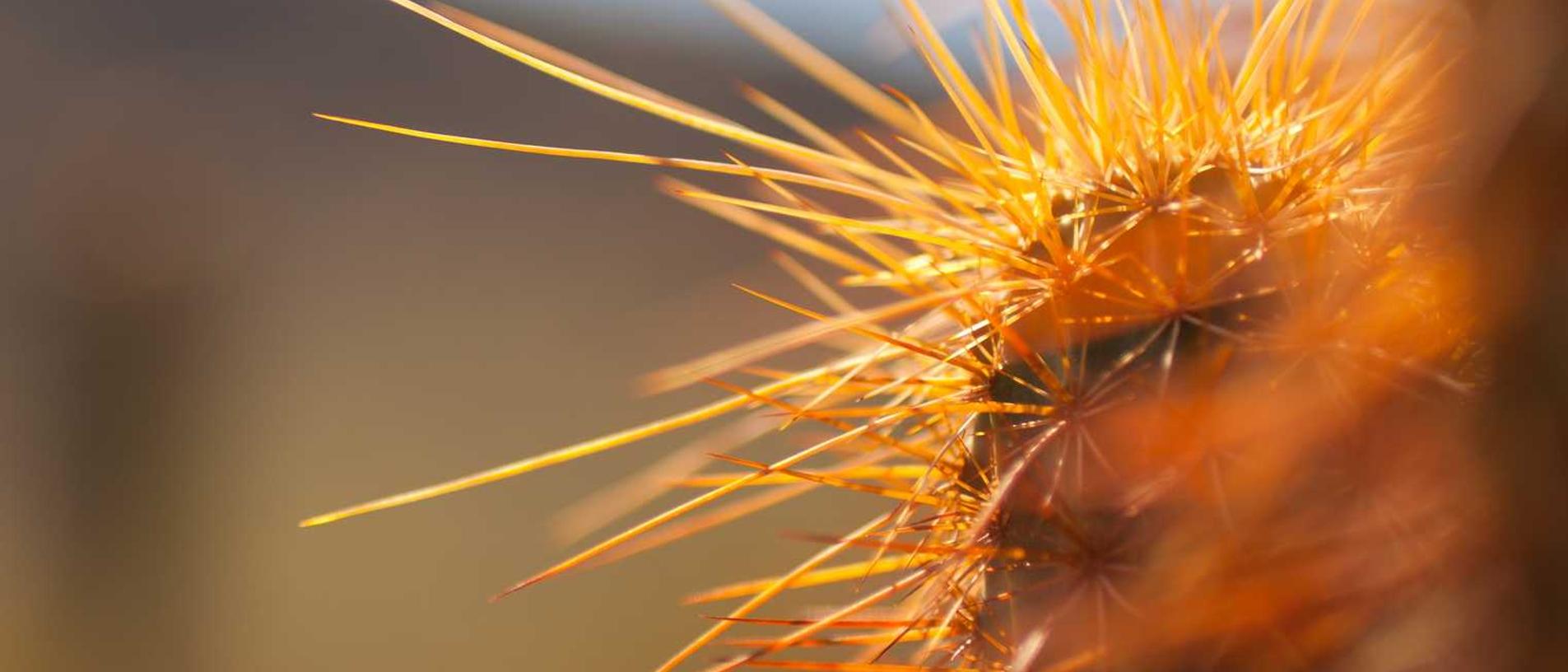 游戏管理员手中的武器：技术与法律权威